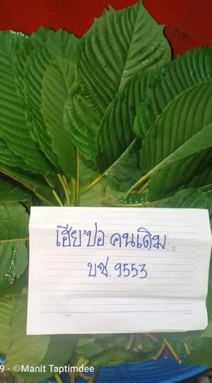 สหายสีเขียว