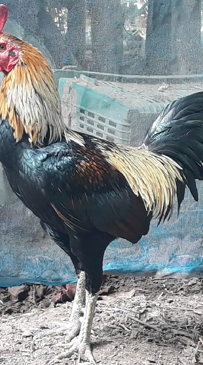 ไก่ชนสวนเสือ