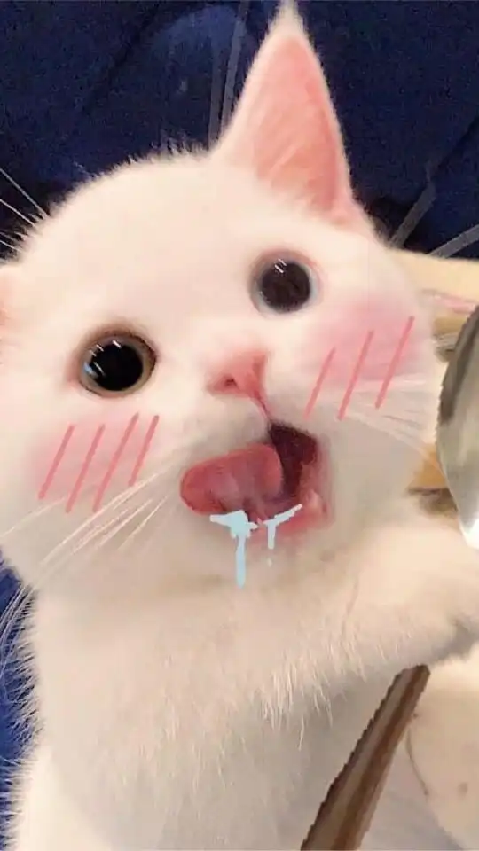 ꒰ヽ𝗔𝗹𝗶𝗴𝗵𝘁 𝗺𝗼𝘁𝗶𝗼𝗻˚｡ 🌷,,