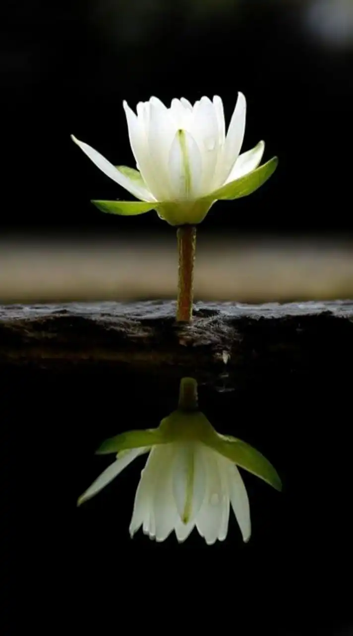 รวมเพื่อน40+ แบ่งปันคติธรรม คำคม สนทนาแนวทางธรรม