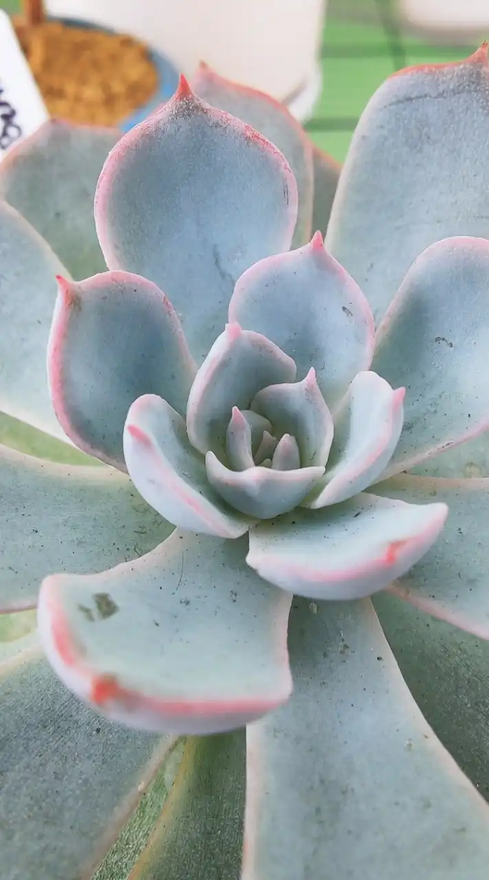 Thai Succies Lover