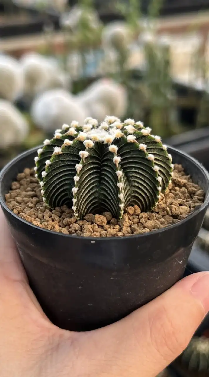 Thecactusgardennn