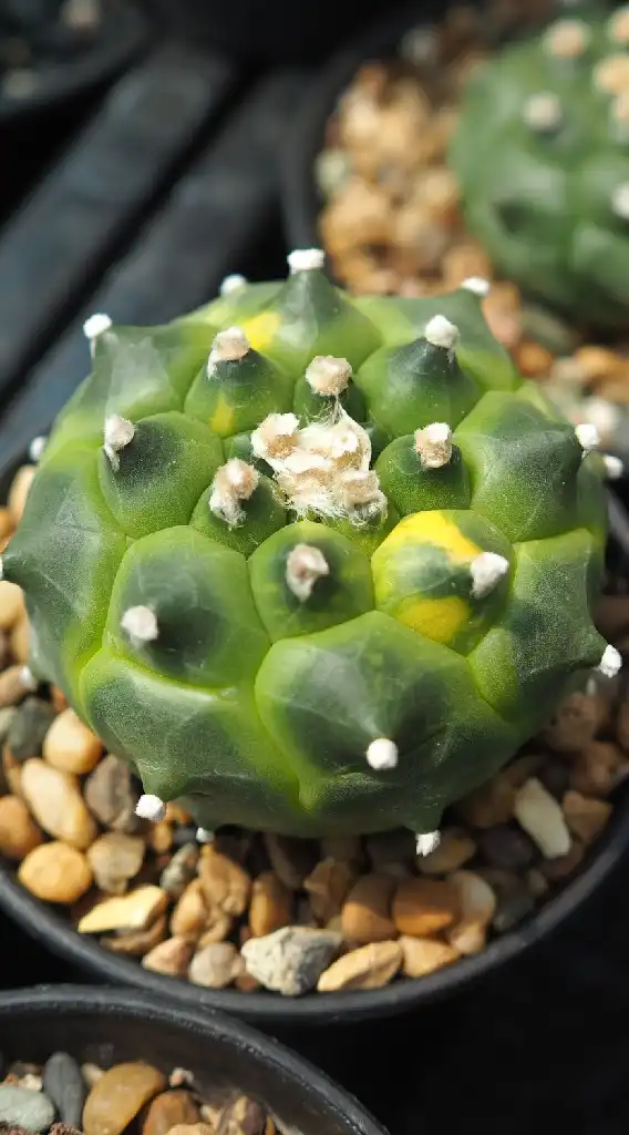 Desert Nursery