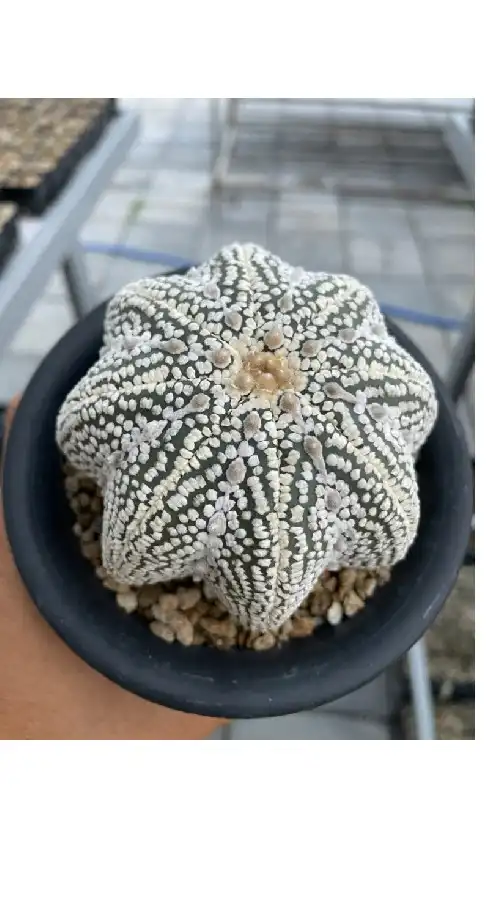 คนรักแอสโตร