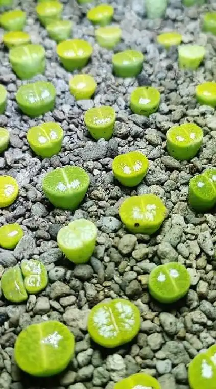 Lithops ไลทอป หินมีชีวิต