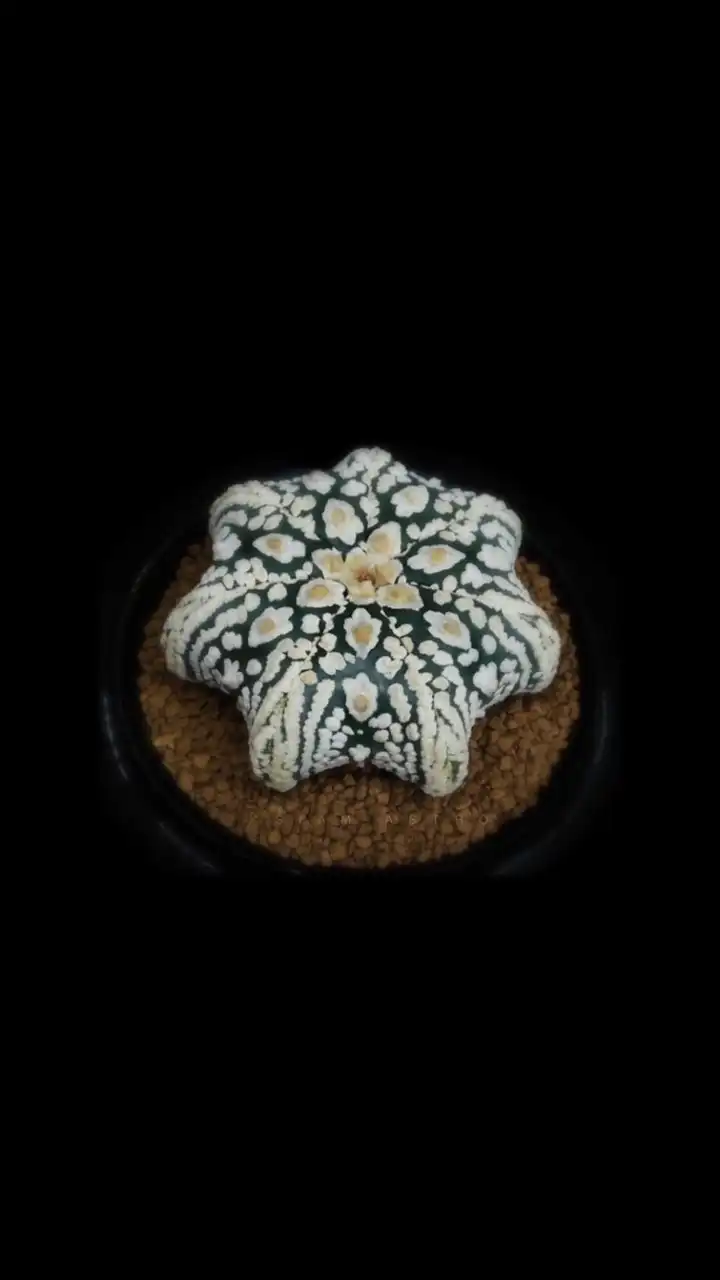 Siam astrophytum MKP