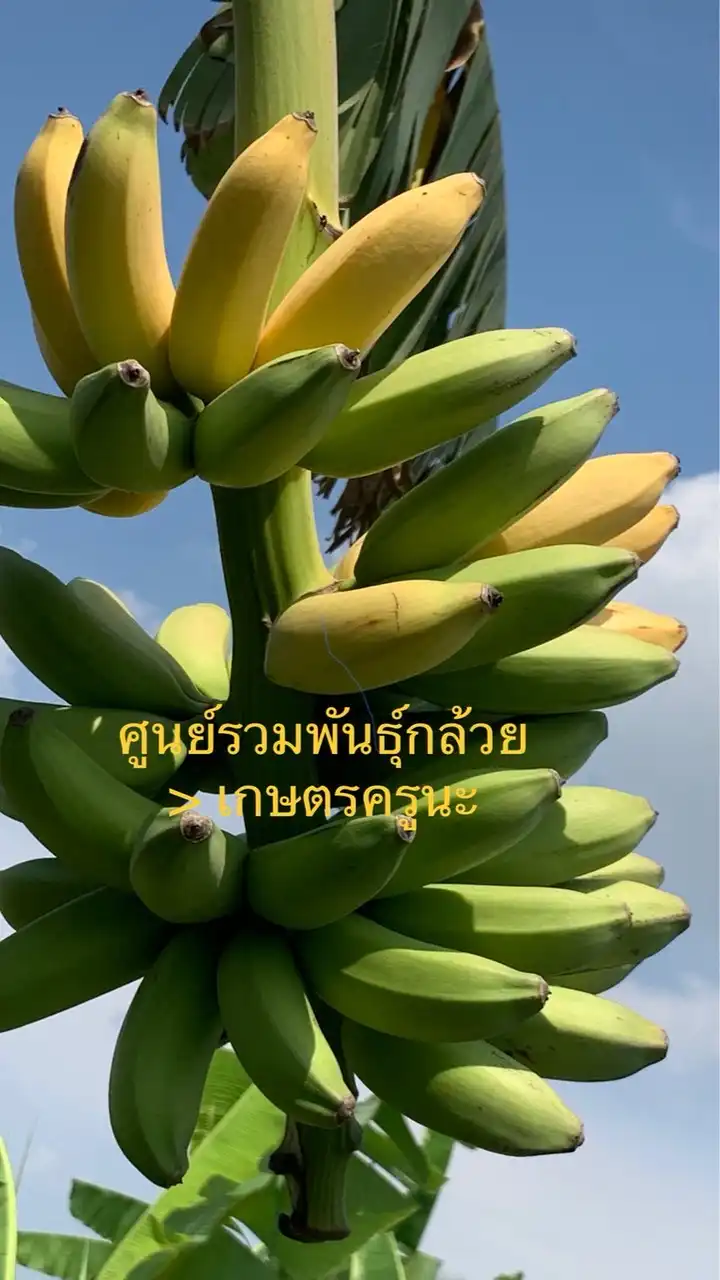 รวม..พันธุ์กล้วย