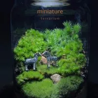 สวนขวดแก้ว miniature terrarium