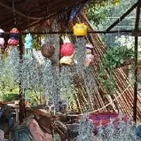 แลกเปลี่ยน แจกพันธ์ไม้ ไม้ดอก ไม้ประดับ