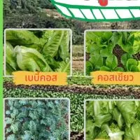 ขายผักออร์แกนิคปลูกดิน สดใหม่จากไร่ @ตลาดใจโต บางพลี