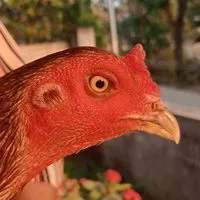ซุ้มเทพมังกร บ้านบึง 🐣