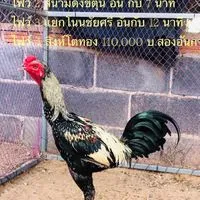พยัคฆ์เมืองแสน