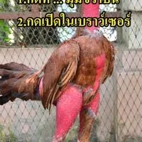 ง่อน100 ฟาร์มM16