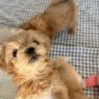 Maltipoo Cozy Kennel