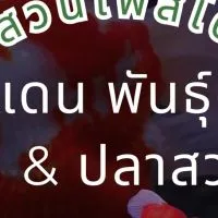 ซื้อ ขาย ปลาแม่น้ำ ปลาแปลก Short Body