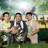 ไก่ชนสายพันธุ์พม่าลืมเบรค