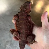 168 Bearded Dragon