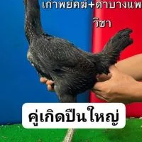 คู่เกิดปืนใหญ่  146