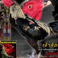 กัณฑวัชร์ ป่าก๋อยสโลหลัง