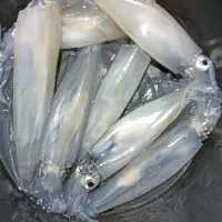 หมึก ปลา กุ้ง ของทะเลต่างๆ