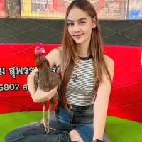 บ้านฟ้าไก่ชน ฟาร์ม 🐔