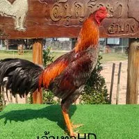 ศ.ศุภโชค