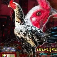 บันดาลทรัพย์ฟาร์ม🐓