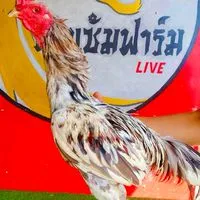 อ.อิทธิพัทธ์ โกวเซ้มฟาร์ม💯อุทัยธานี🐲