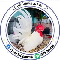 ภูมิไก่แจ้สวยงาม🐔❤️