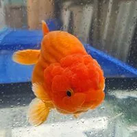 BB Goldfish บ้านปลาทอง ฟาร์มกรุงเทพ