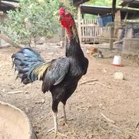Nat ไก่ชนฟาร์ม