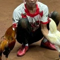 ไก่เดือยใต้ @777up