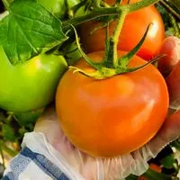 Job งานบินงานย้าย 🇹🇼👻👻👷🥬🌶️🍅🍆