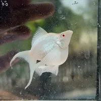 กลุ่มปลาเจ้ายุ้ย🐠💜