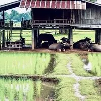 💚🌀ห้องเพลง"อมตะลูกทุ่งเพลงหวาน"เพลงเก่า,ใหม่,เพราะๆ🌀💚