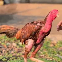 ยาเลี้ยงแดงเดือด-(ไก่หนุ่มคัดผ่าน)