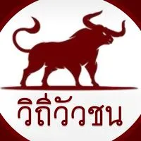 วิถีวัวชน - ข่าวสาร เปรียบวัว