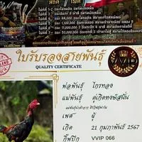 หงษ์ทอง tong001cm