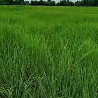 ซุ้มไก่ชน เพชรน้ำเงิน