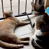 💝ด้อม น้องเฮง,บุญรอด,ส้ม💝😼