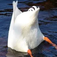 Duckii🪿
