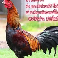เสือทองคำ
