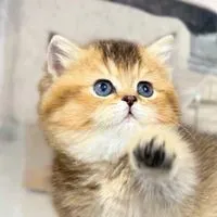 British Shorthair Chiang Rai