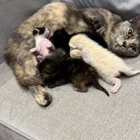 หาบ้านน้องแงวว🐈💕