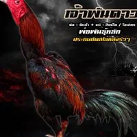 ราชันย์เหล่าป่าก๋อยโซโล่หลัง สุพรรณบุรี 0809930479