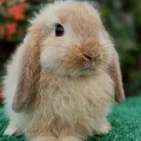 พัชรีฟาร์มกระต่ายสุพรรณบุรี(โอ๋)🐇🐹