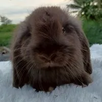 พัชรีฟาร์มกระต่ายสุพรรณบุรี(โอ๋)🐇🐹