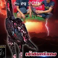 ไอมี่ฟาร์ม (ป่าก๋อยแข้งรัวหลัง)