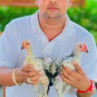 กลุ่มประมูลลูกkaiชน ส.มีสุวรรณ