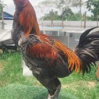 🏆🏆พิกุลฟาร์ม ไก่ชน🐓🐓